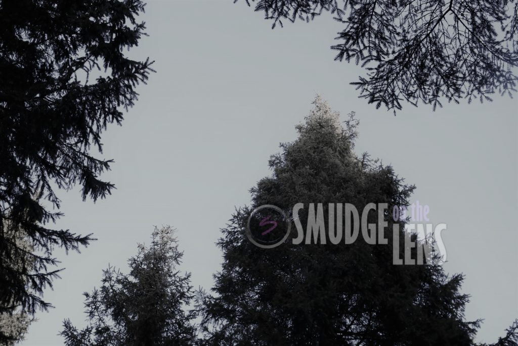 A Walk in the Forest